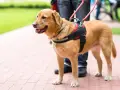 Pies przewodnik dla niewidomych – kluczowe informacje i korzyści