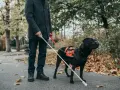 Najlepsze rasy psów dla niewidomych - cechy, które musisz znać