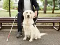 Jakie są ceny psów dla niewidomych i co warto wiedzieć przed zakupem