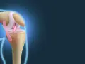 Ilustracja anatomiczna stawu kolanowego z widocznymi więzadłami.