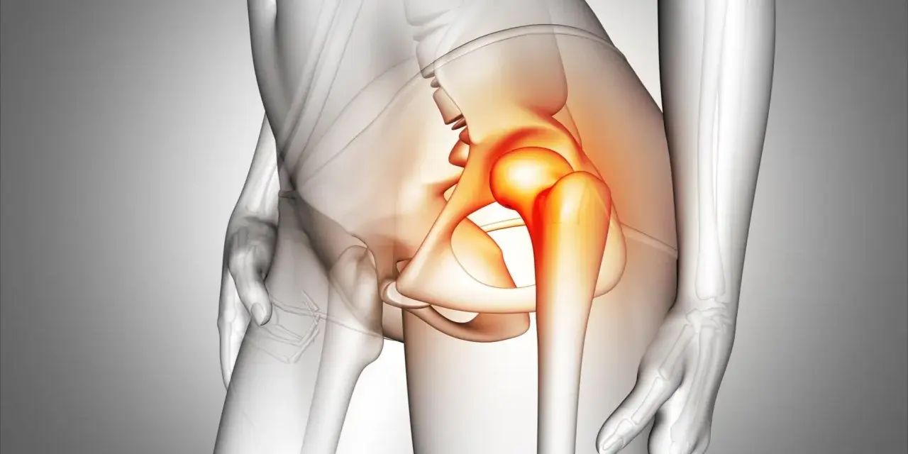 Anatomical illustration of a human pelvis with the hip joint highlighted in red, indicating pain.