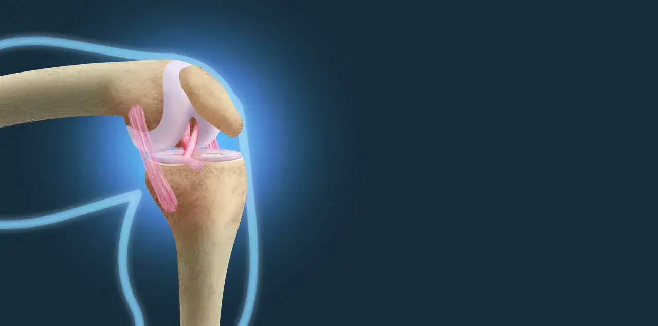 Ilustracja anatomiczna stawu kolanowego z widocznymi więzadłami.