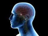 Anatomia mózgu z zaznaczonym guzem przysadki mózgowej. Choć rzadko, guz przysadki mózgowej może prowadzić do poważnych konsekwencji, a nawet śmiertelności.