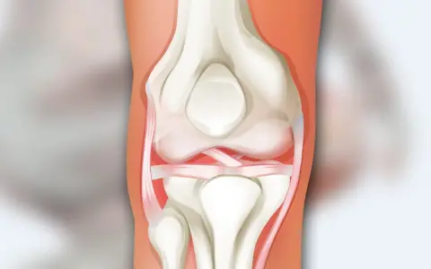 Anatomia ludzkiego kolana z widocznymi kośćmi, więzadłami i chrząstkami.