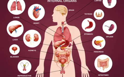 Ilustracja przedstawiająca schemat ludzkiego ciała z zaznaczonymi narządami wewnętrznymi: mózg, serce, płuca, wątroba, nerki, żołądek, trzustka, jelita, pęcherz, układ rozrodczy.