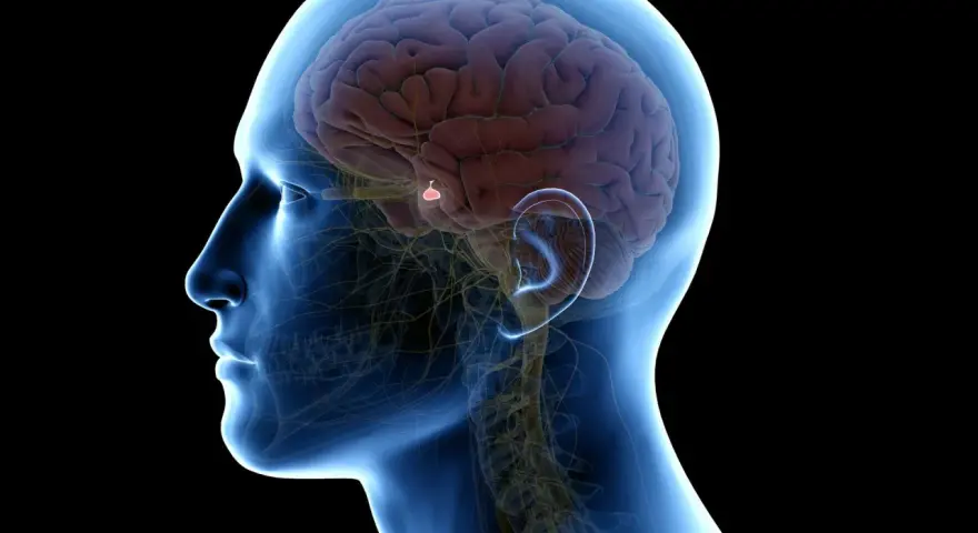 Anatomia mózgu z zaznaczonym guzem przysadki mózgowej. Choć rzadko, guz przysadki mózgowej może prowadzić do poważnych konsekwencji, a nawet śmiertelności.