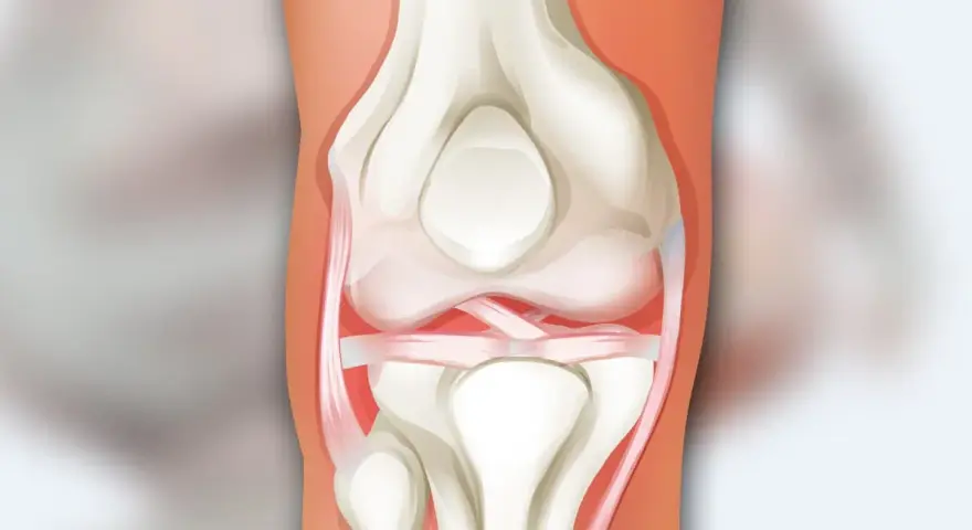 Anatomia ludzkiego kolana z widocznymi kośćmi, więzadłami i chrząstkami.