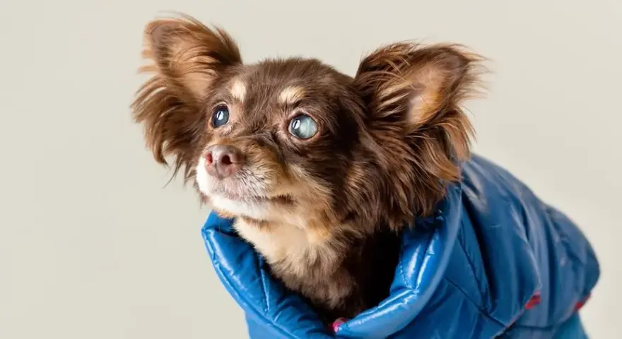 Jak zadbać o niewidomego psa i zapewnić mu szczęśliwe życie