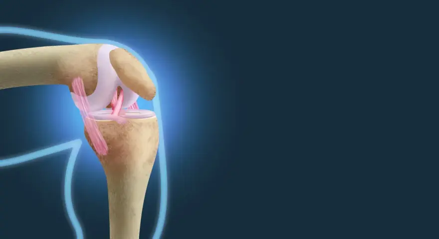 Ilustracja anatomiczna stawu kolanowego z widocznymi więzadłami.