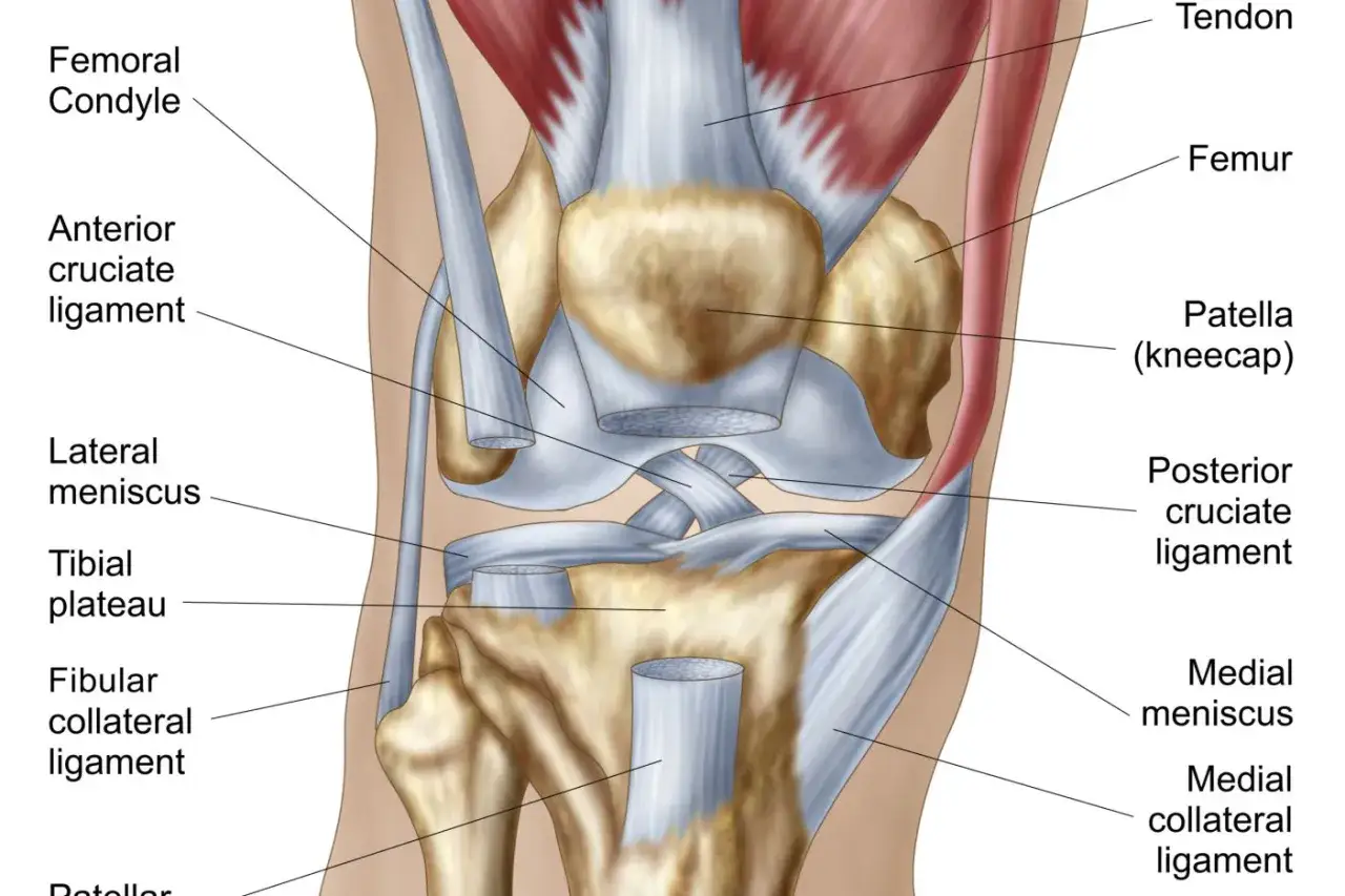 Anatomia kolana: kość udowa, rzepka, więzadła krzyżowe, łąkotki i inne struktury.